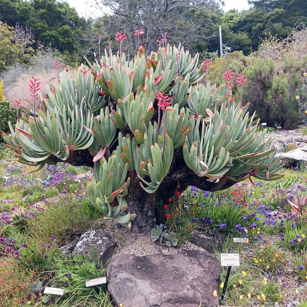 mature aloe plicatilis at UC Botanical Gardens