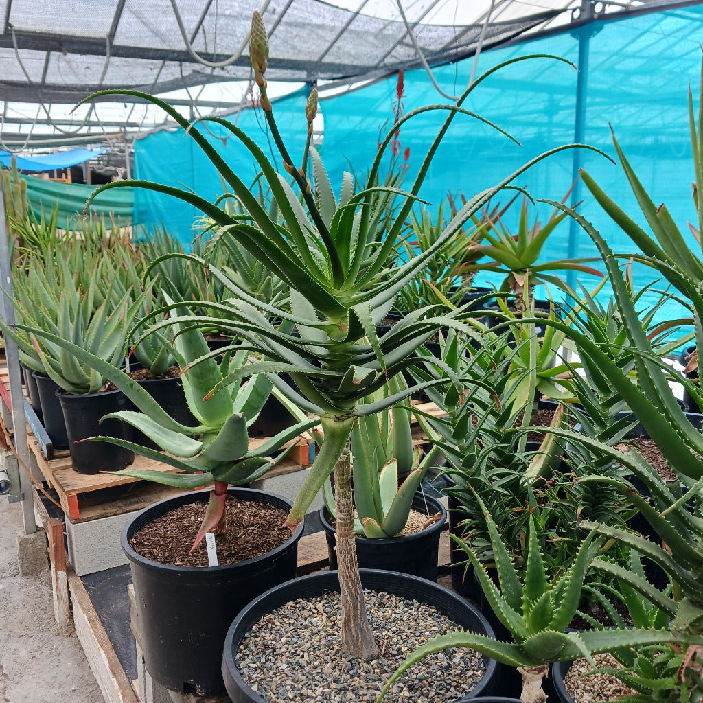Aloe pluridens