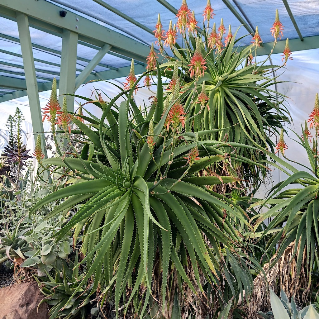 Aloe pluridens at Ruth Bancroft Garden
