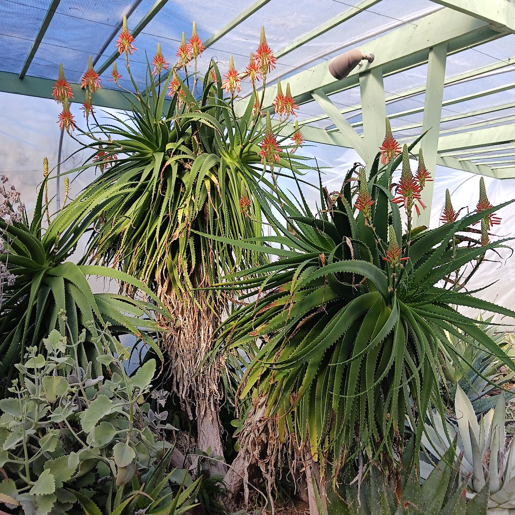 Aloe pluridens at Ruth Bancroft Garden