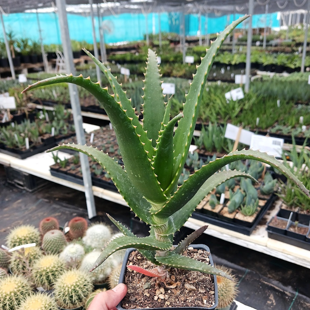 Aloe pluridens open cross in 4in pot