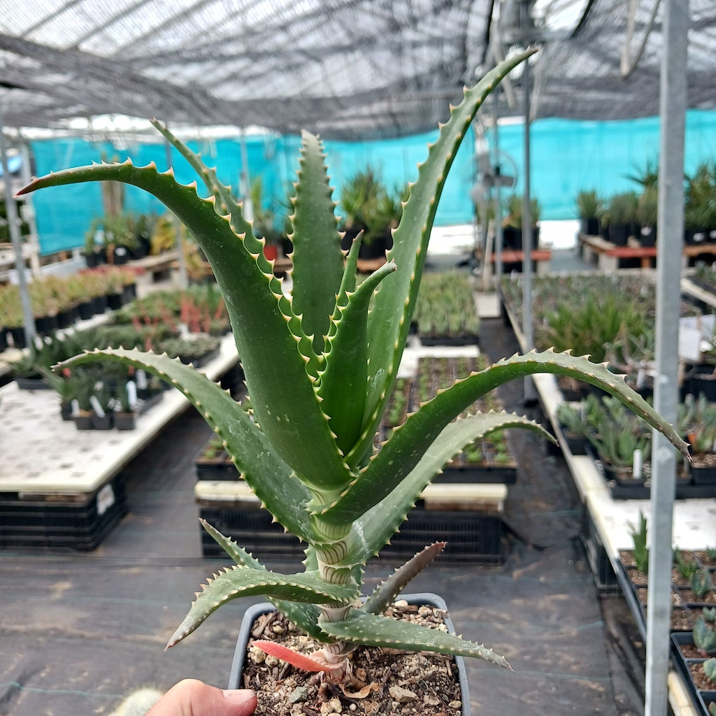 Aloe pluridens open cross in 4in pot
