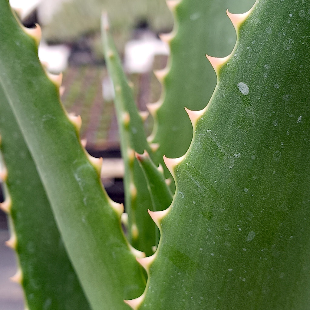close up of leaf margin of Aloe pluridens open crosss