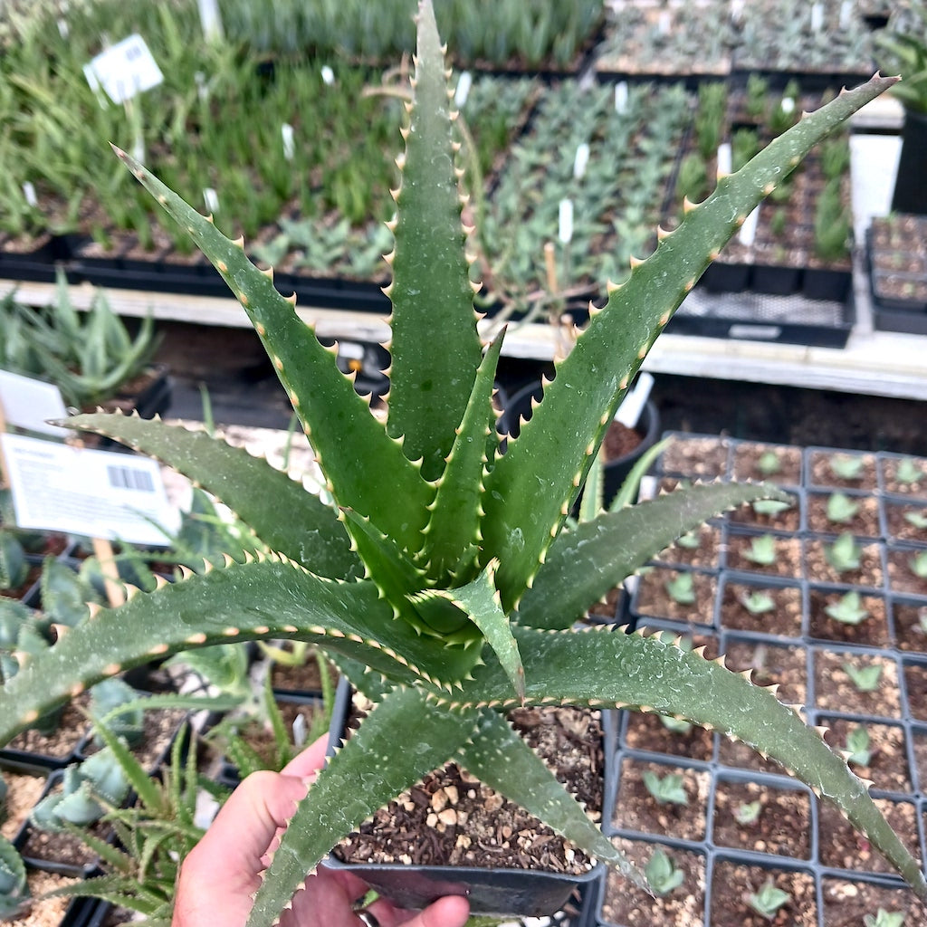 Aloe pluridens open cross in 4in pot