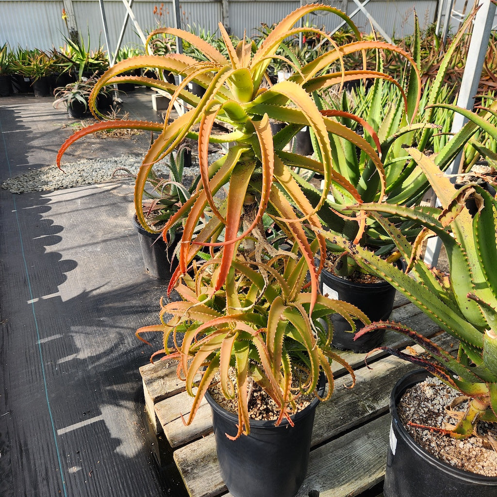 Aloe pluridens open cross