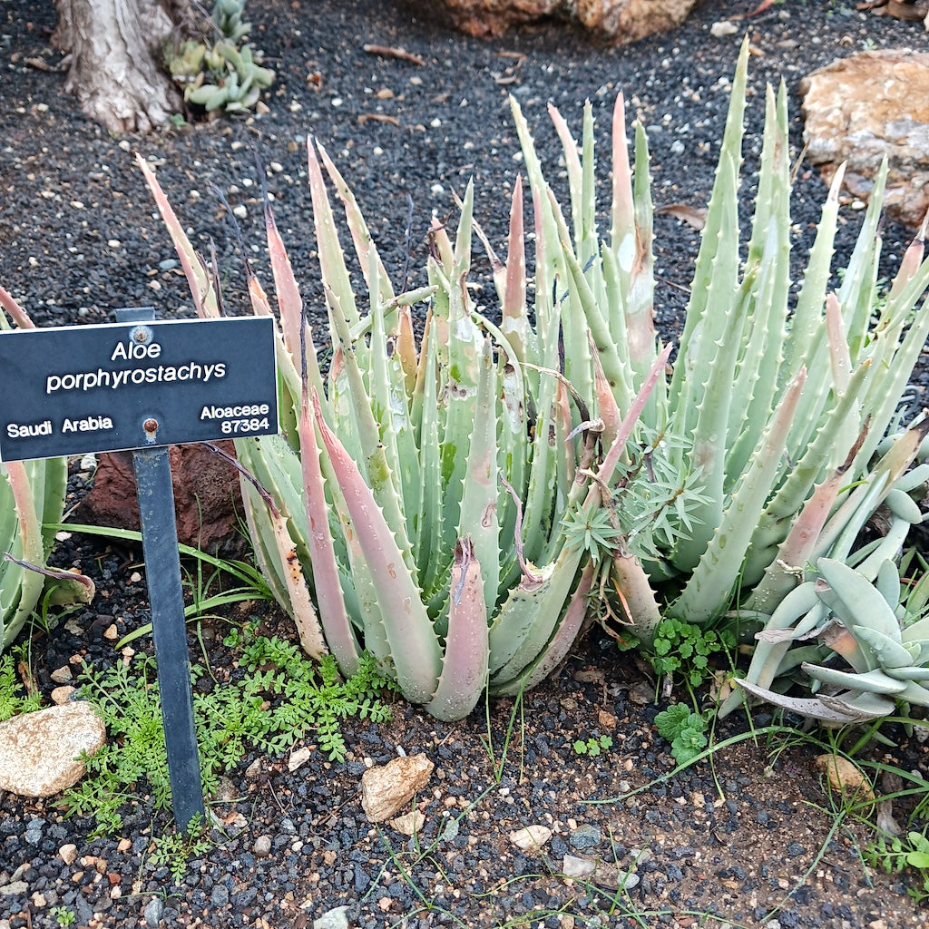 Aloe porphyrostachys at the Huntington Botanical Gardens