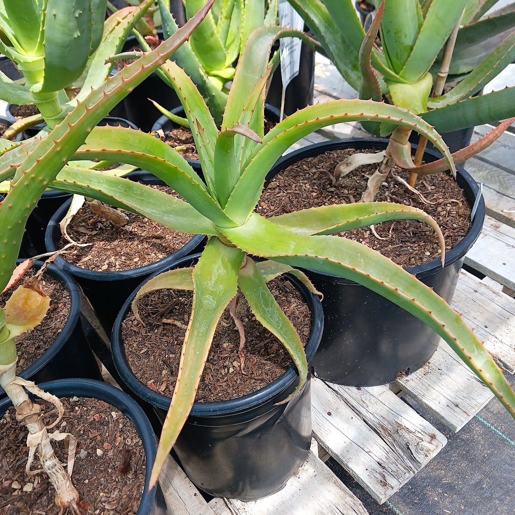 Aloe pretoriensis hybrid - 5ga