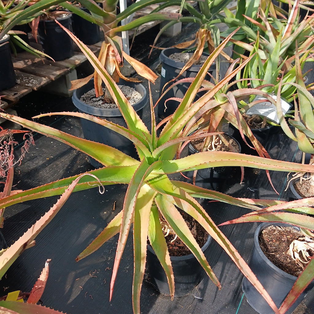 Aloe pretoriensis open cross