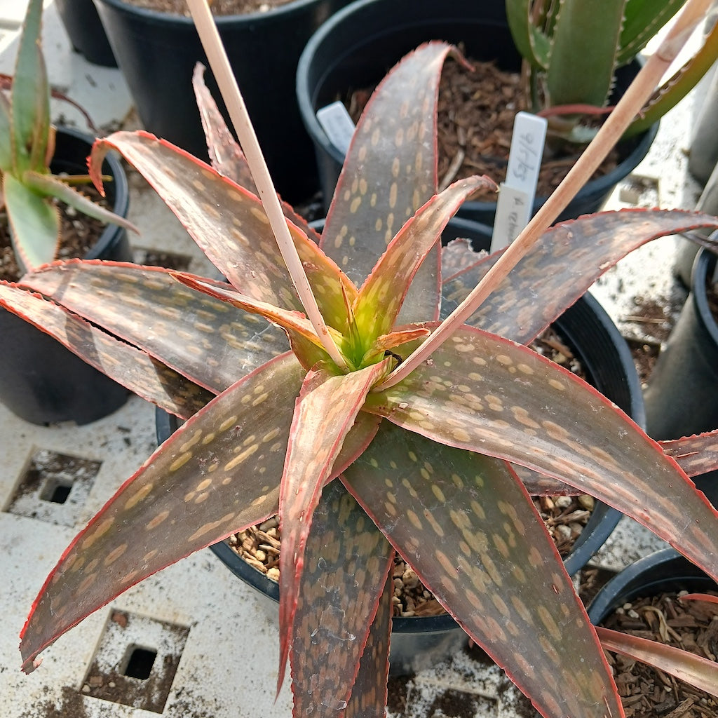 Aloe rebmannii - 2ga