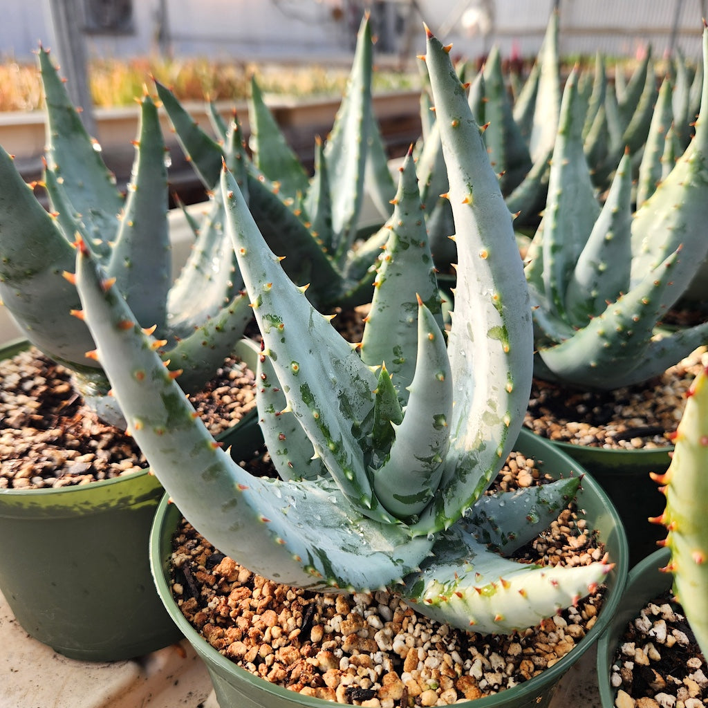 Aloe reitzii