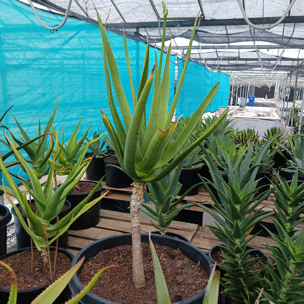 Aloe rivierei