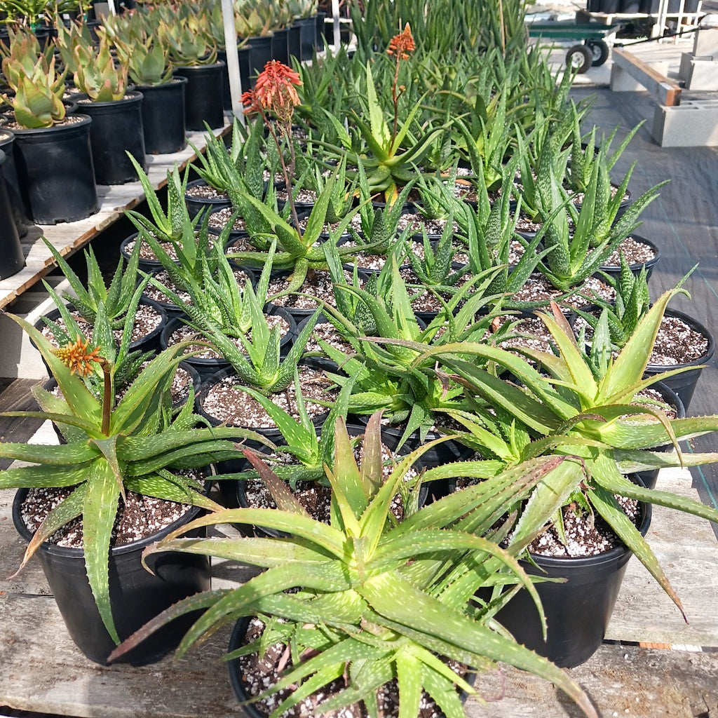 Several aloe rooikappie in 2ga containers