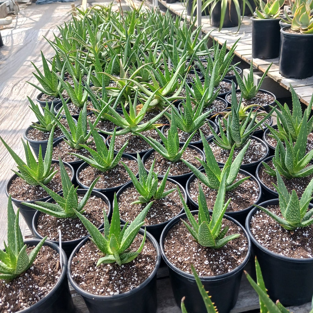 Several aloe rooikappie recently transplanted into 2ga containers