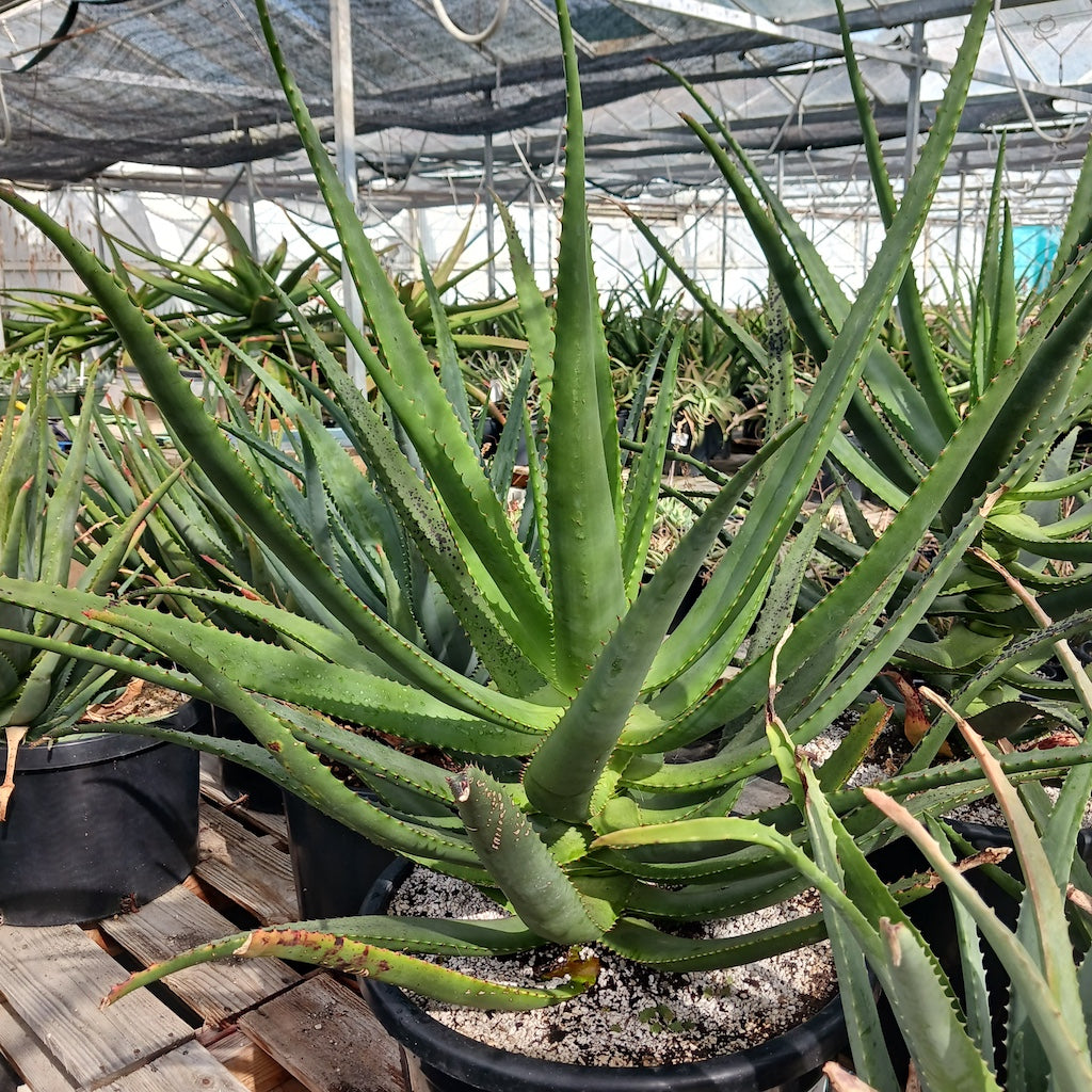 Aloe rupestris