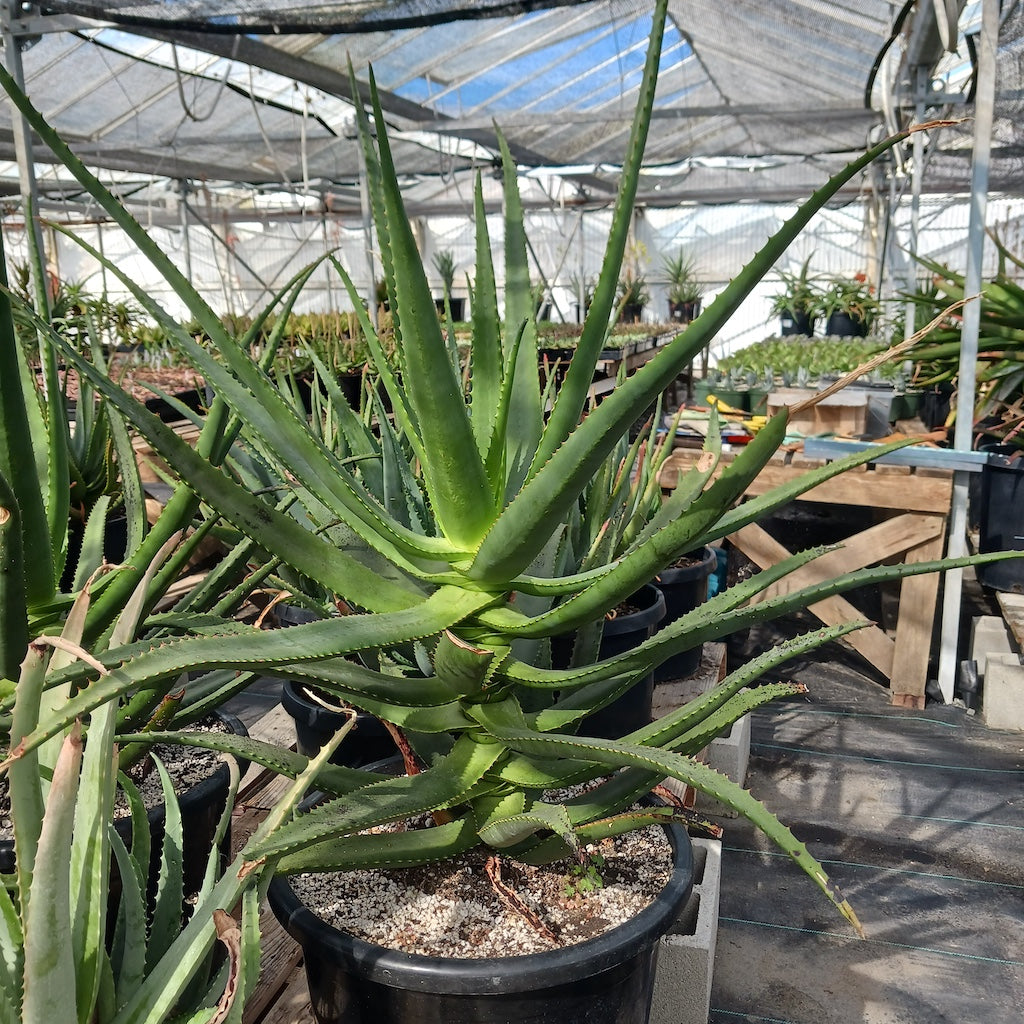 Aloe rupestris