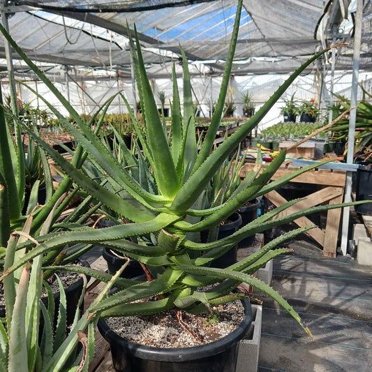 Aloe rupestris