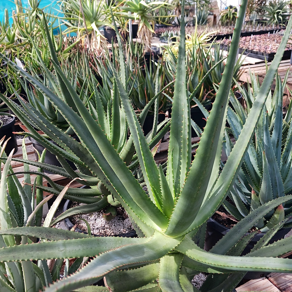 Aloe rupestris