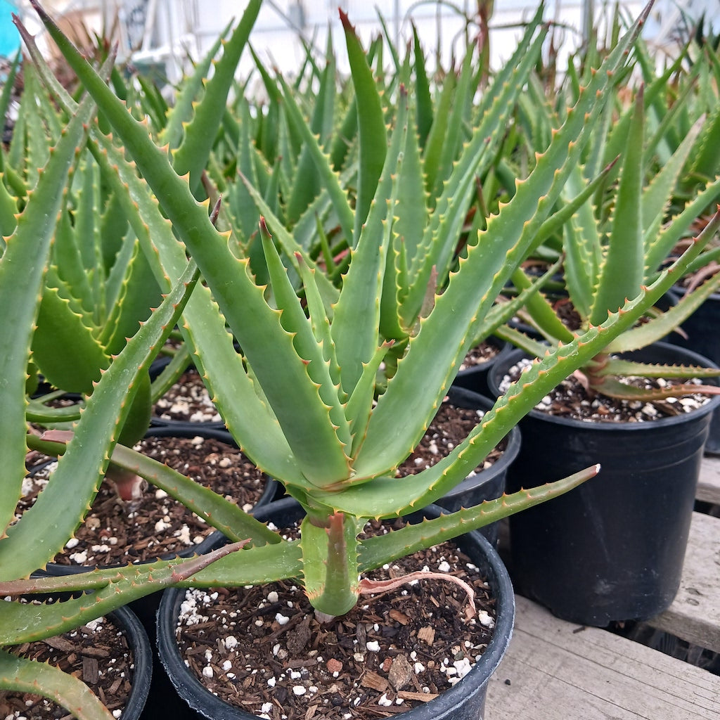 orange aloe vera plant Aloe Safari Orange