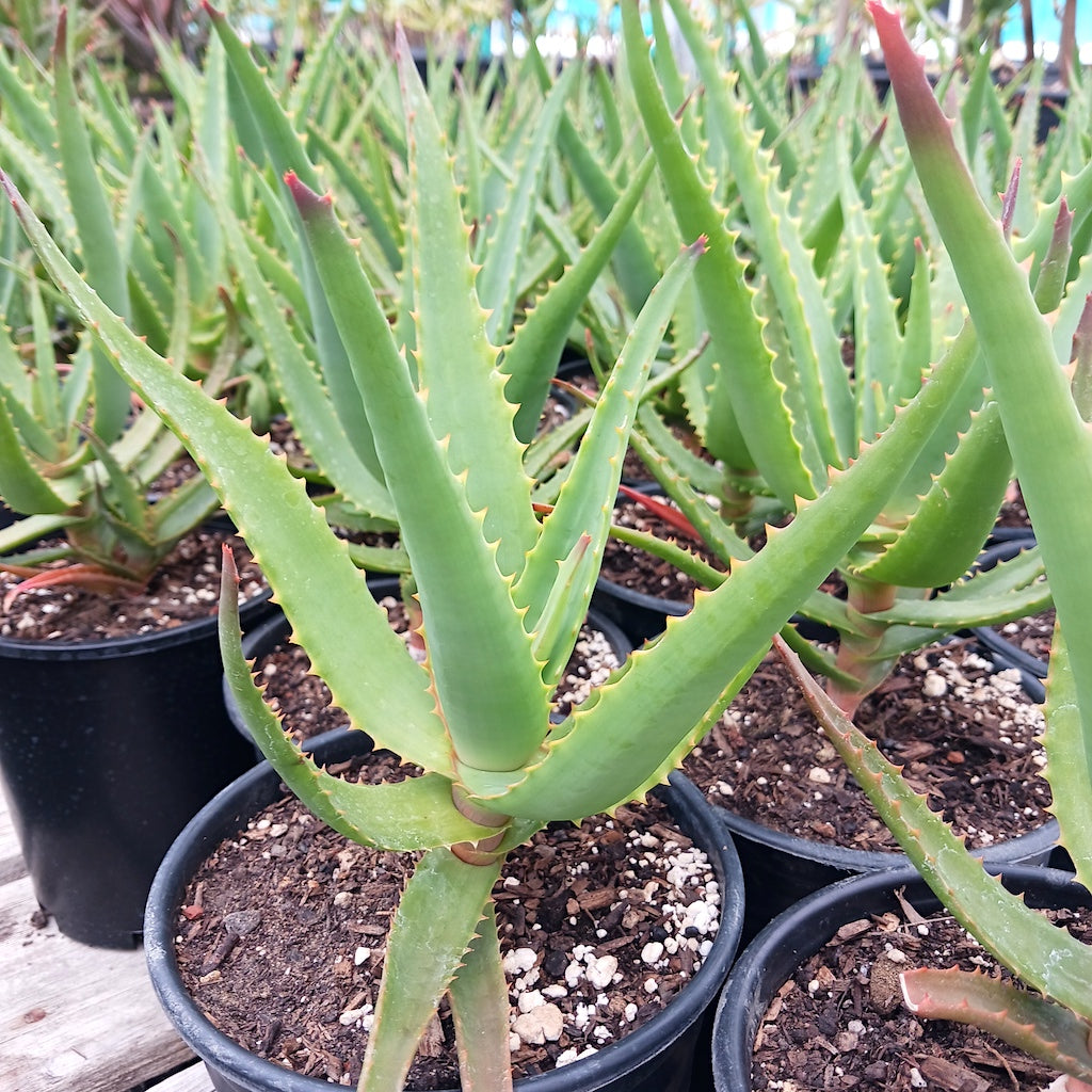 Aloe "Safari Orange"