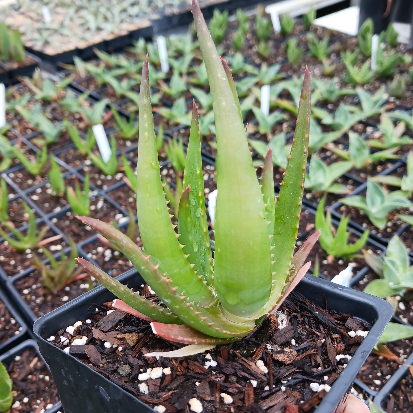 Aloe Safari Rose - plug