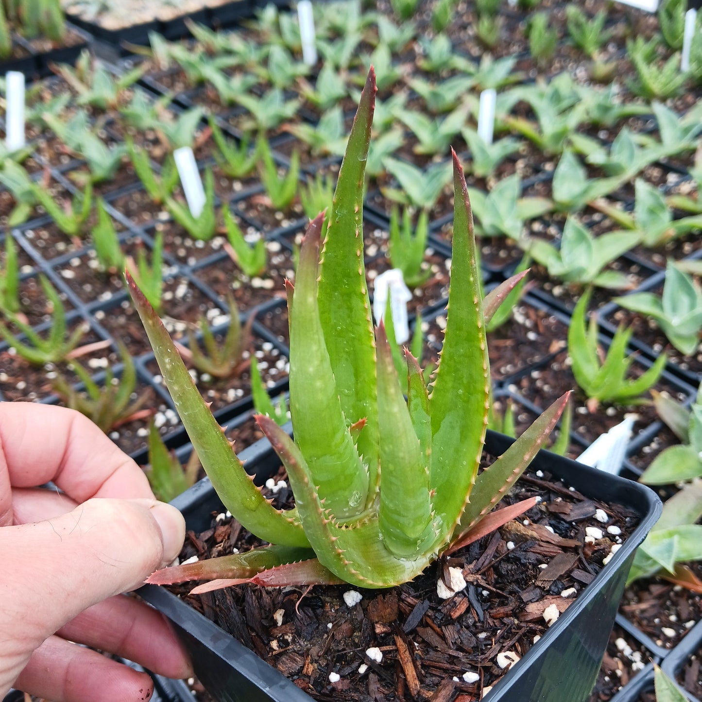 Aloe Safari Rose - plug