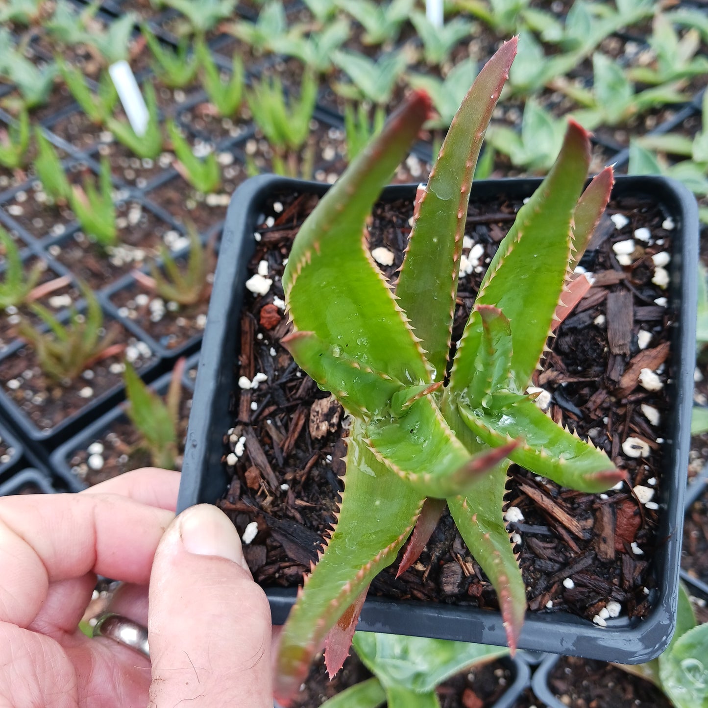 Aloe Safari Rose - plug