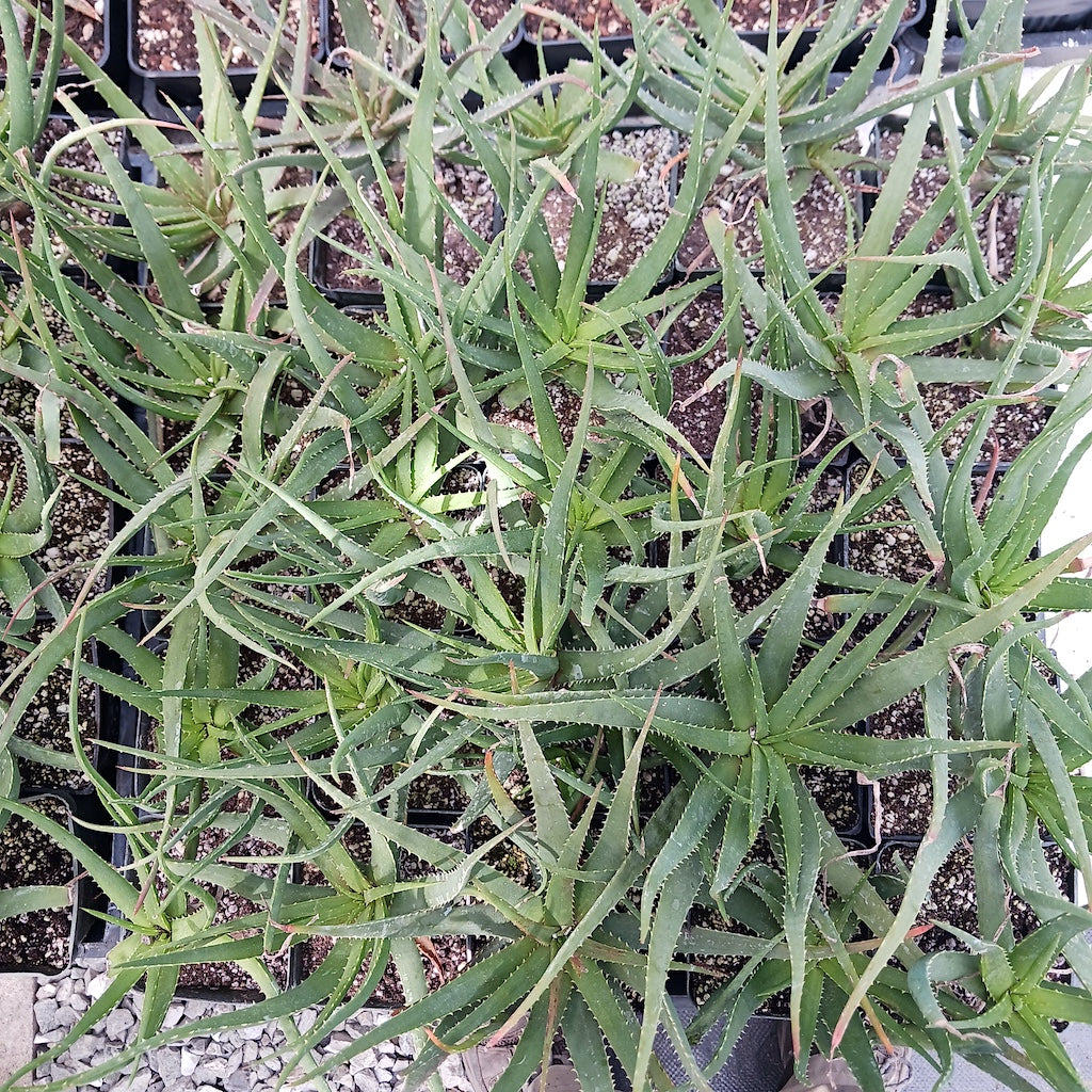 A tray of young Aloe "Safari Sunrise"
