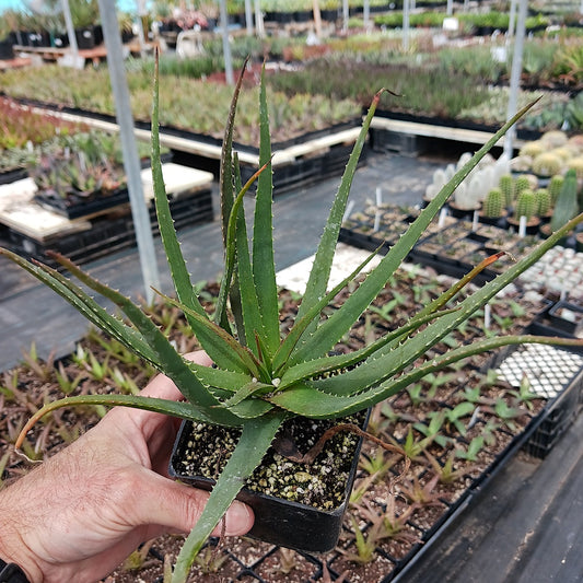 A young Aloe "Safari Sunrise"