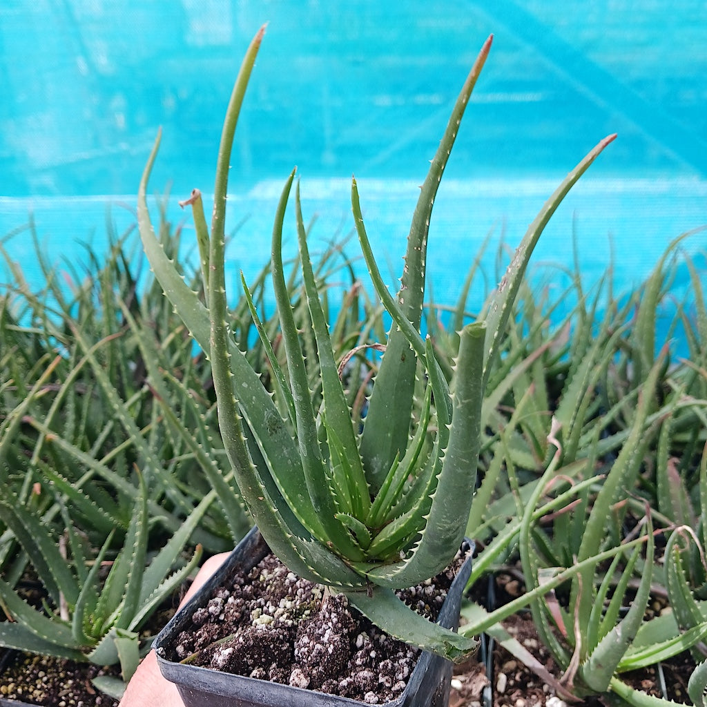 A young Aloe "Safari Sunrise"