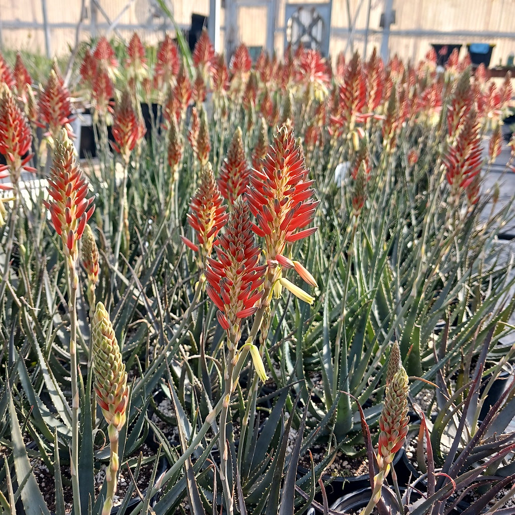 Many Aloe "Safari Sunrise" flowers