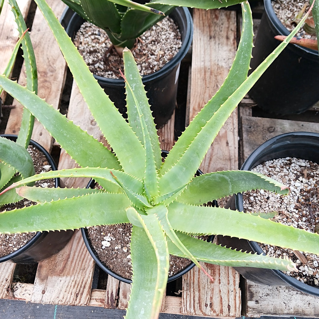 Aloe "Scarlet Rockets" LEO 3711 - 3ga