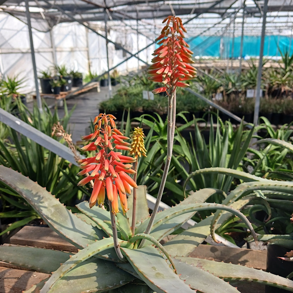 Aloe schelpei flowers