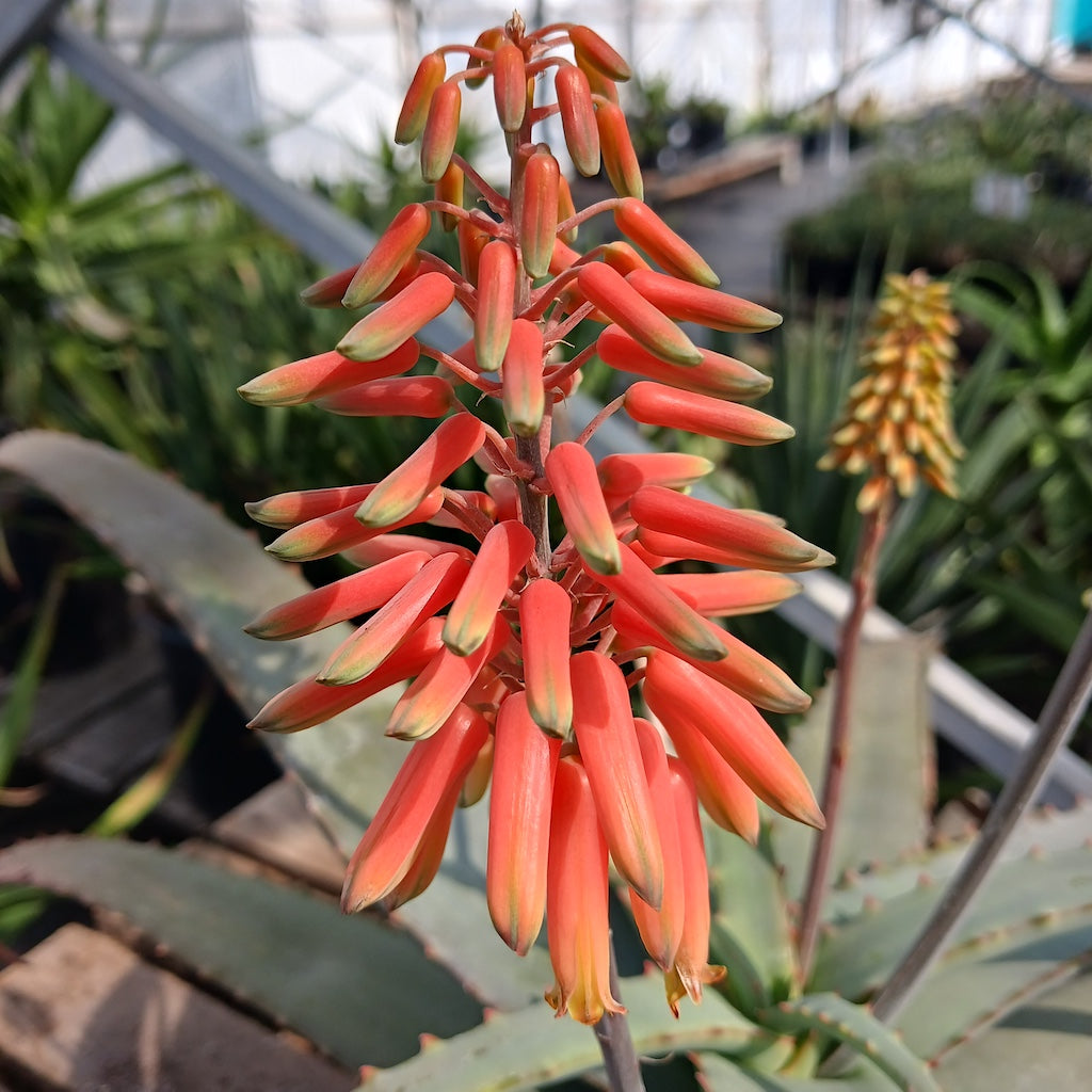 Aloe schelpei flower