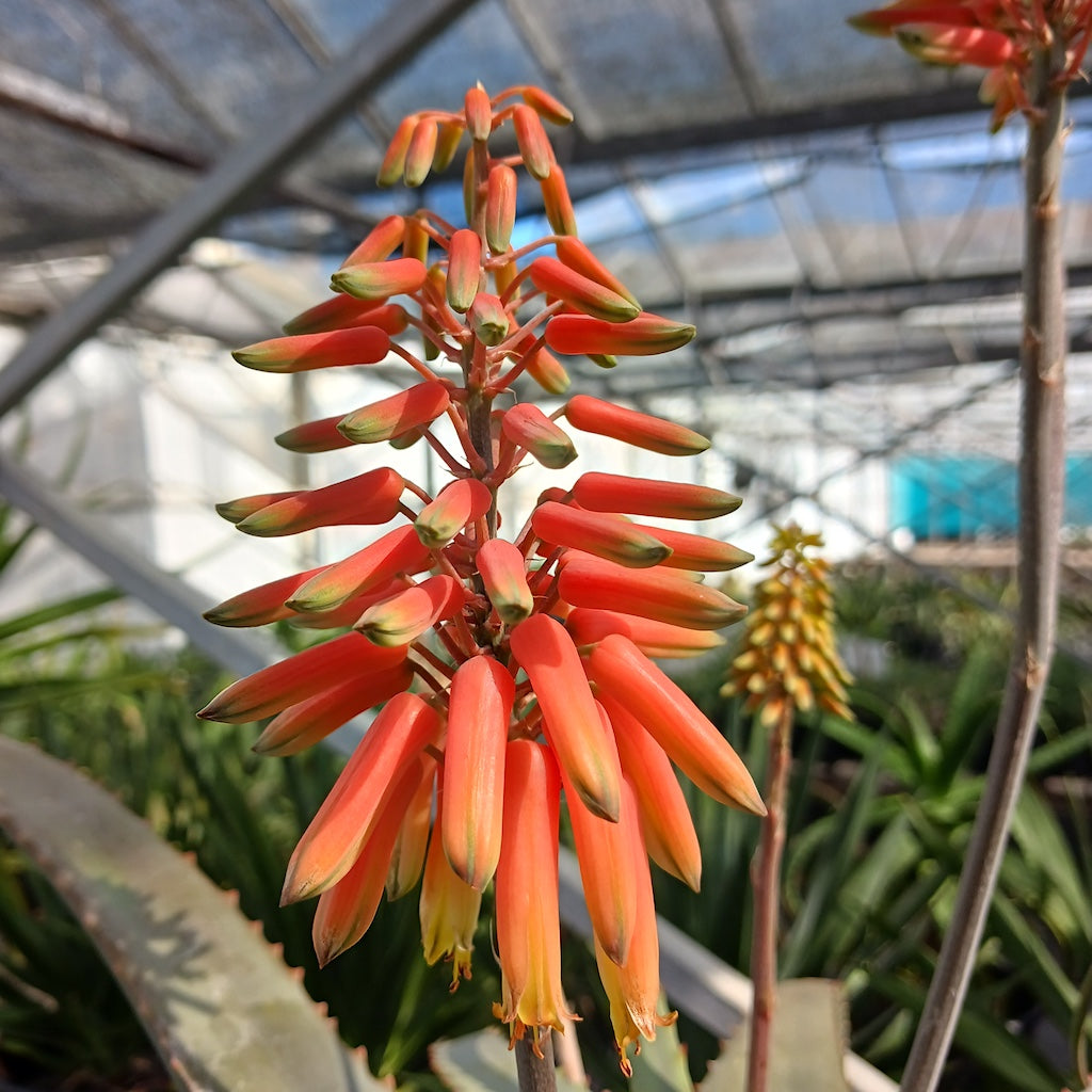 Aloe schelpei flower