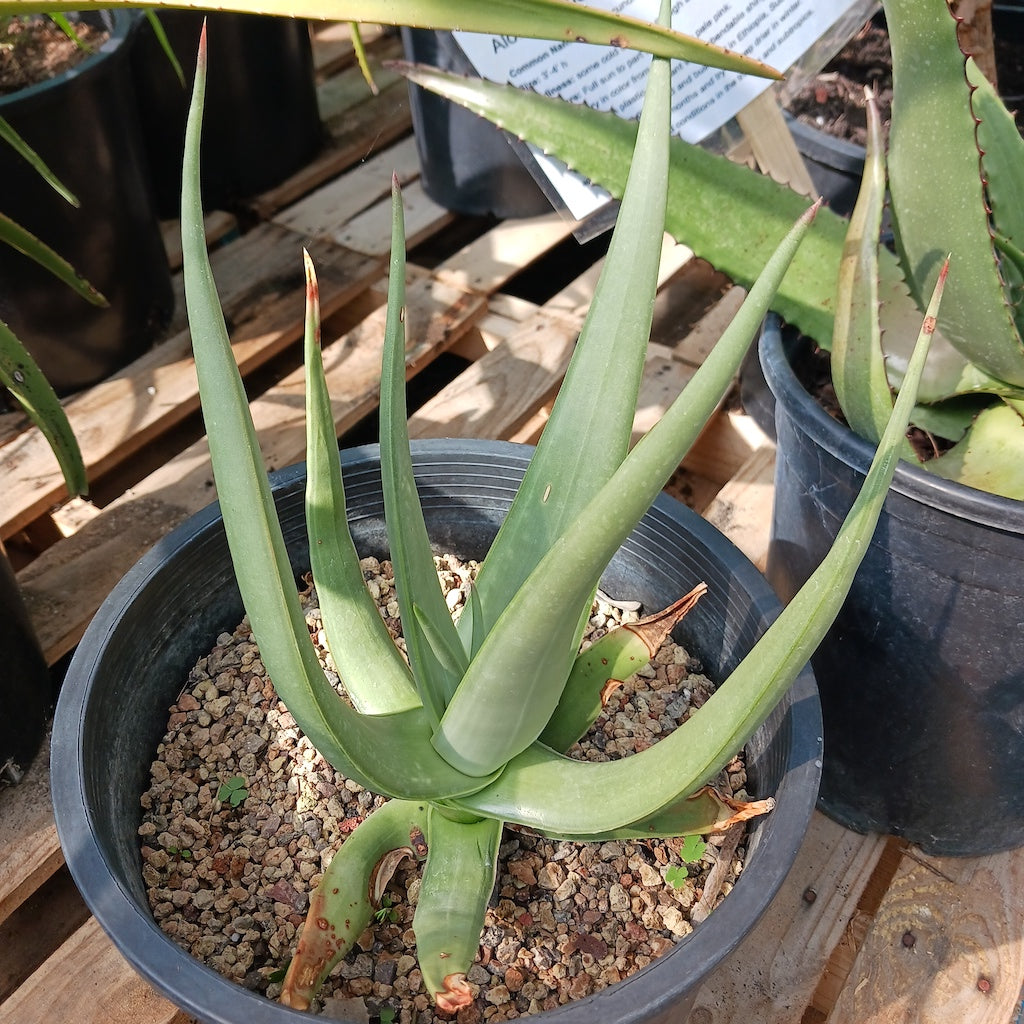 Aloe scobinifolia