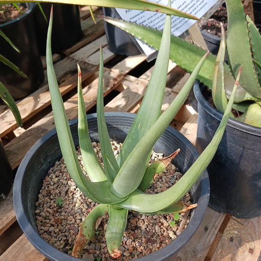 Aloe scobinifolia