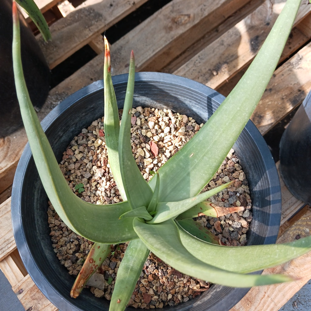Aloe scobinifolia