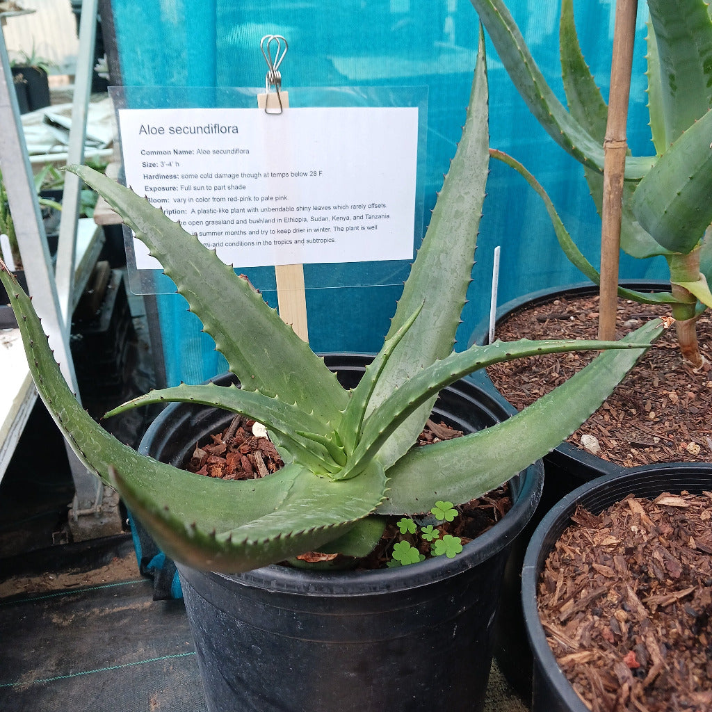 Aloe secundiflora
