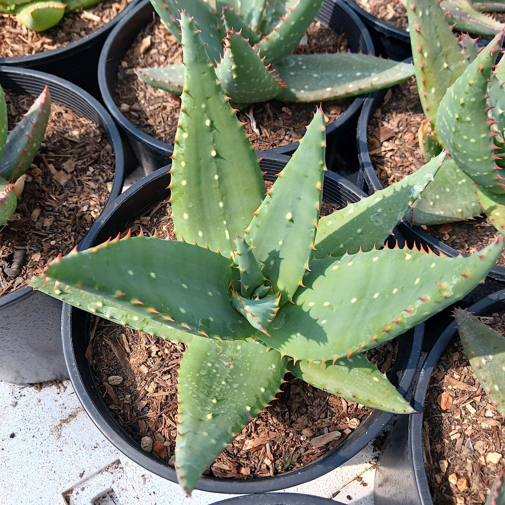 Aloe sinkatana x marlothii