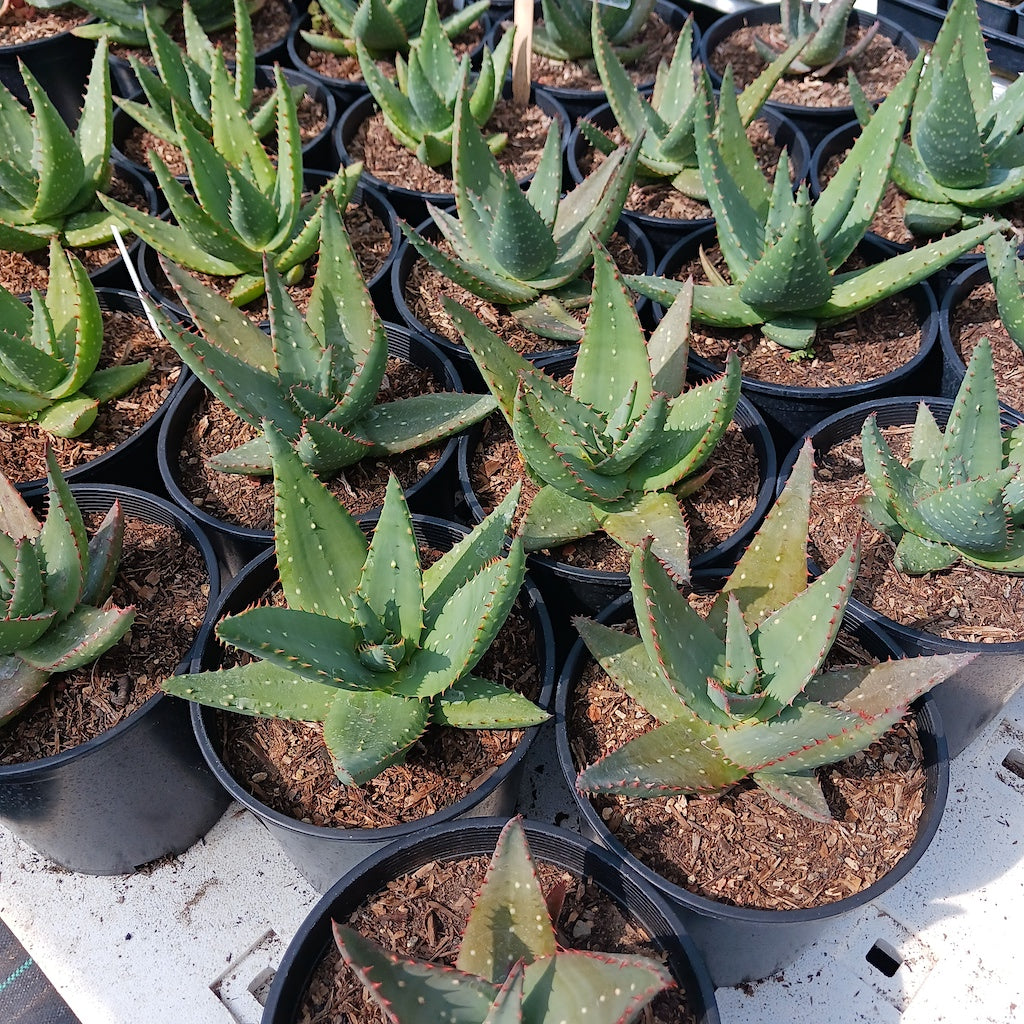 Aloe sinkatana x marlothii