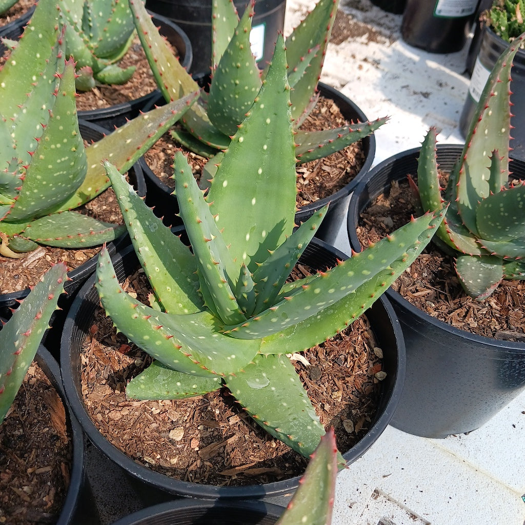 Aloe sinkatana x marlothii