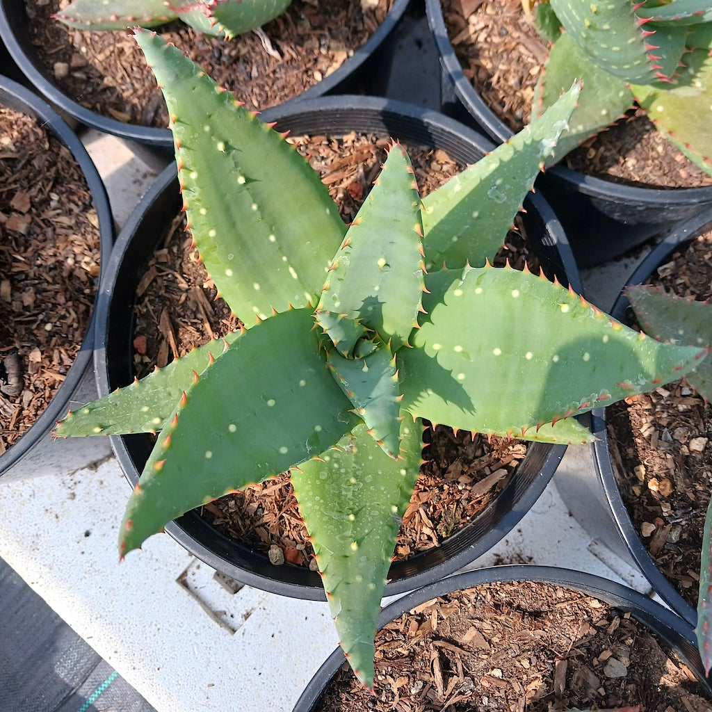Aloe sinkatana x marlothii