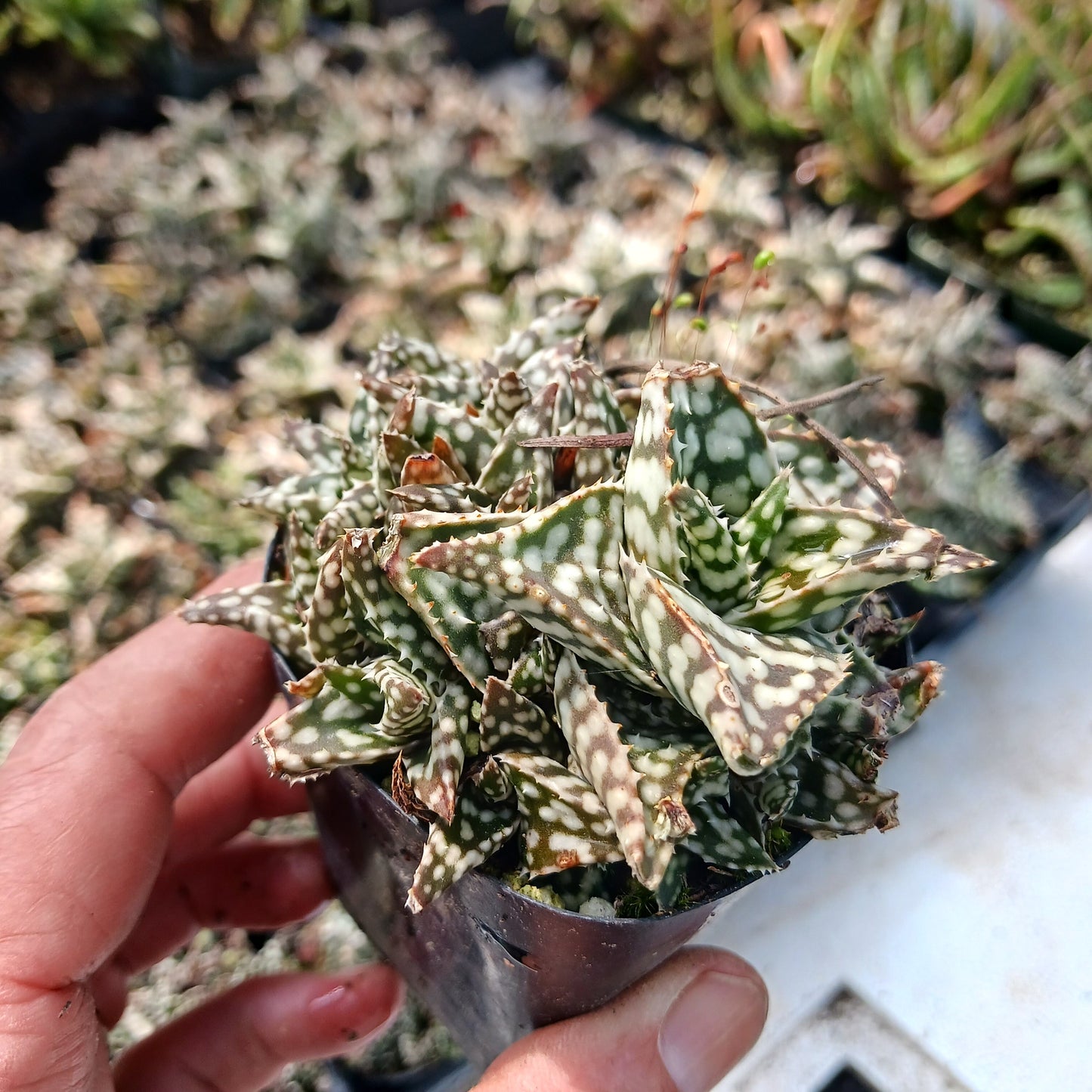 Aloe Snowstorm in 2 inch nursery container