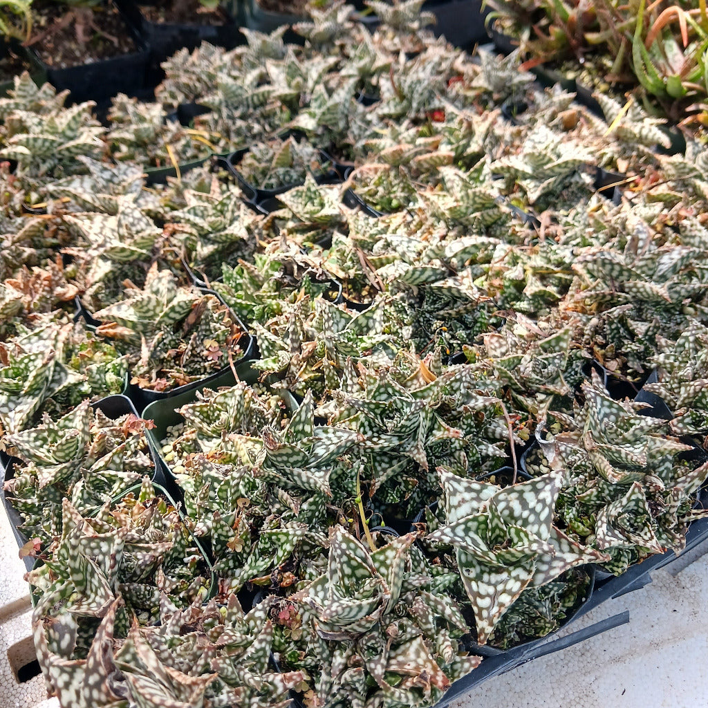 Aloe Multiple Aloe snowstorm in 2 inch nursery container