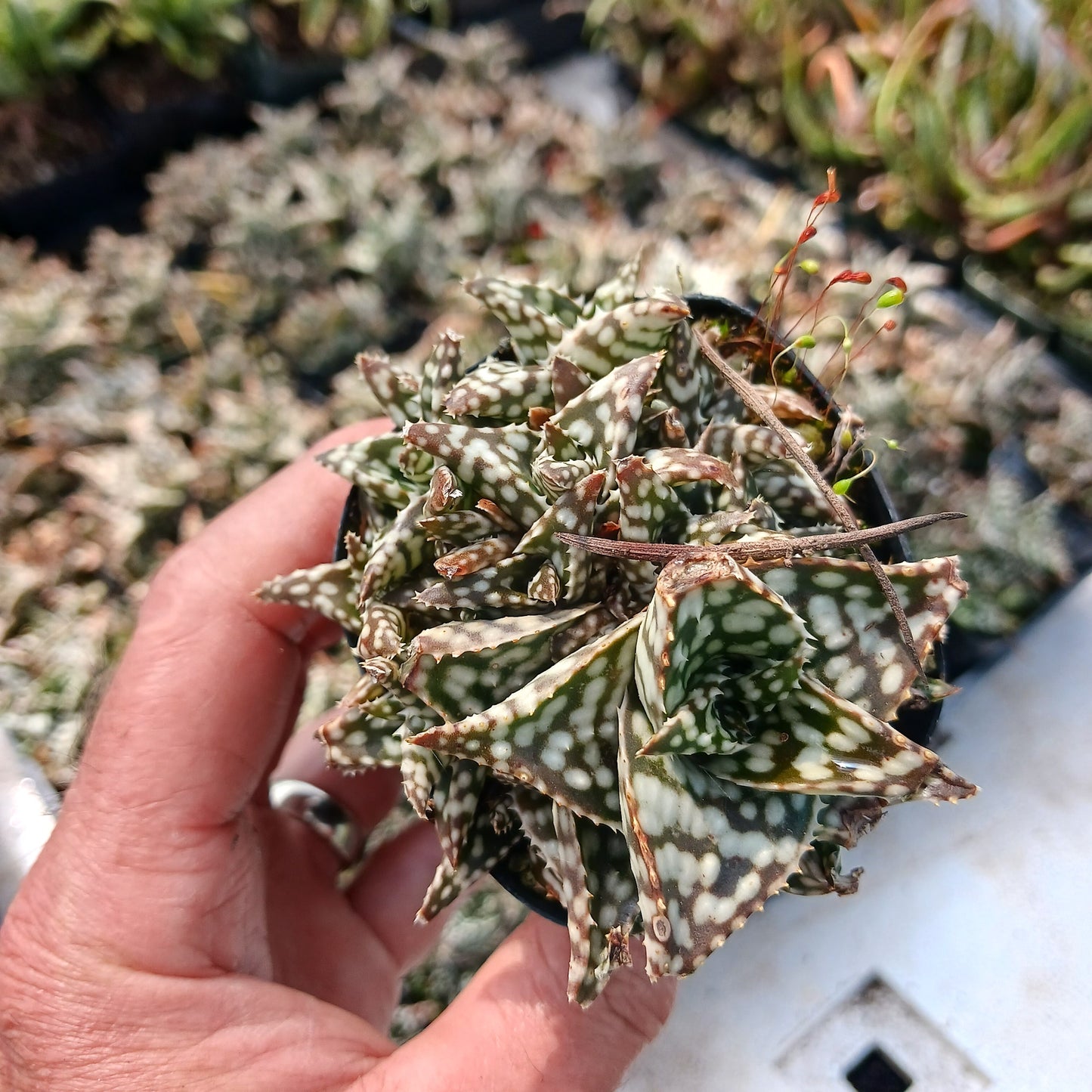 Aloe Snowstorm in 2 inch nursery container