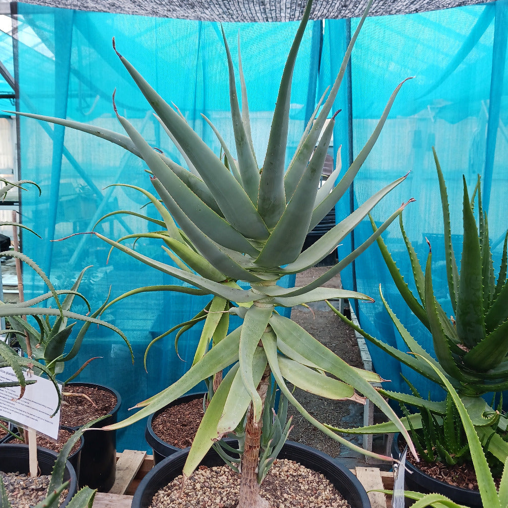 A potted Aloe speciosa plant with a tall single stem and green-blue leaves, displayed indoors.