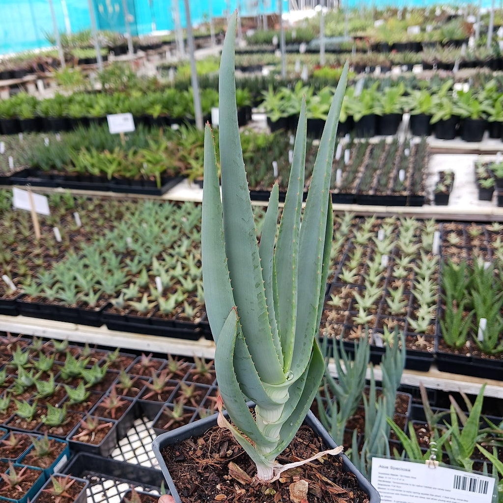 Aloe speciosa