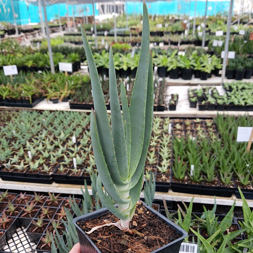 Aloe speciosa