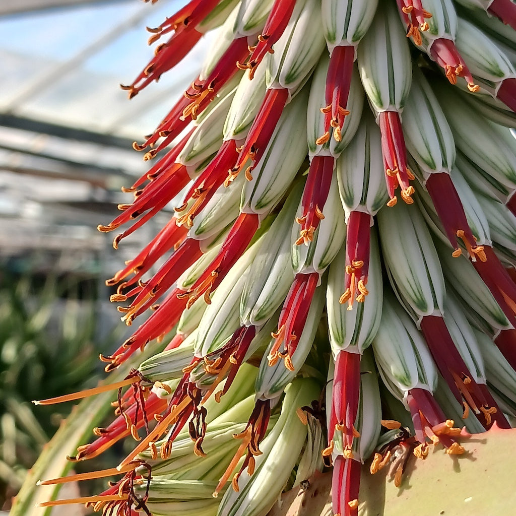 Aloe speciosa flower bloom close