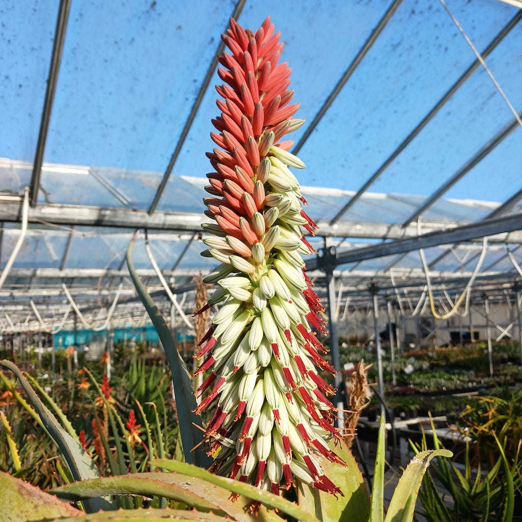 Aloe speciosa flower bloom